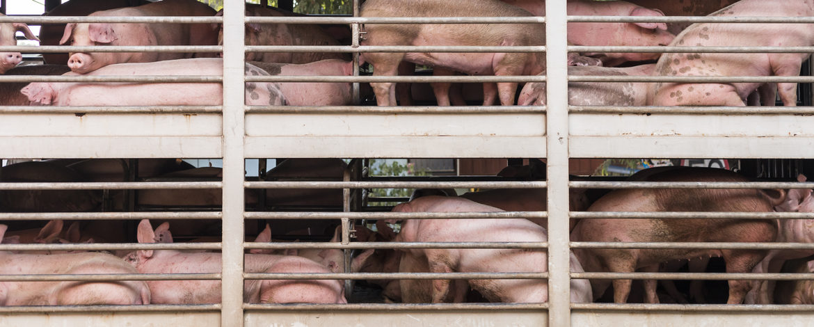 Schweine hinter Gittern auf einem LKW
