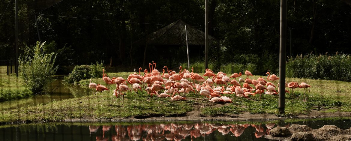 Betriebsausflug - Flamingos