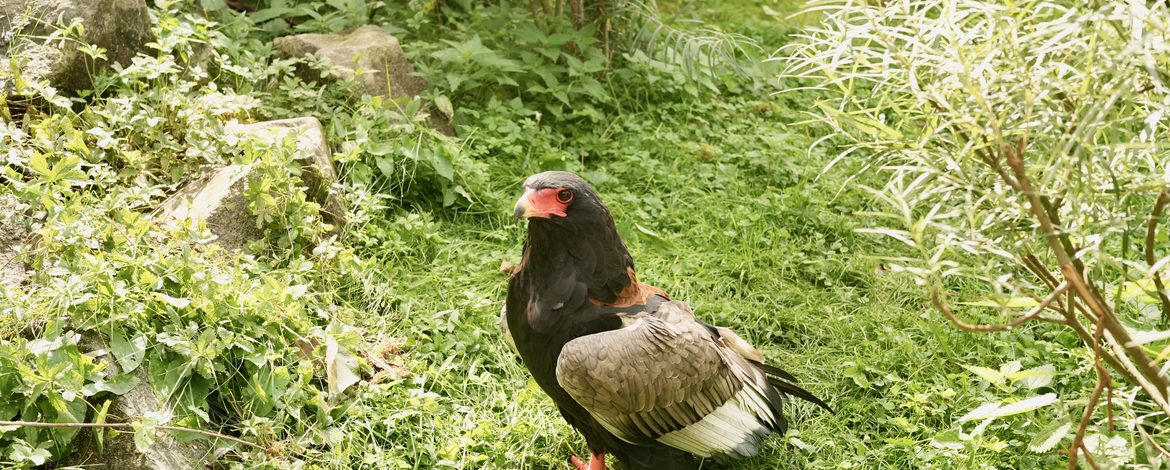 Betriebsausflug - Vogel
