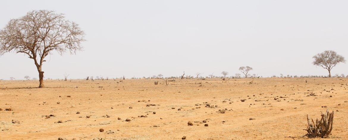 trockener Savannenboden mit kahlem Baum im Hintergrund