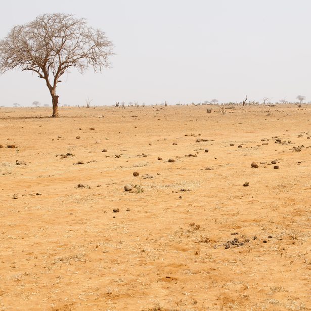 trockener Savannenboden mit kahlem Baum im Hintergrund